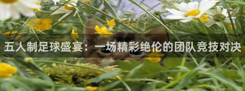 五人制足球盛宴：一场精彩绝伦的团队竞技对决
