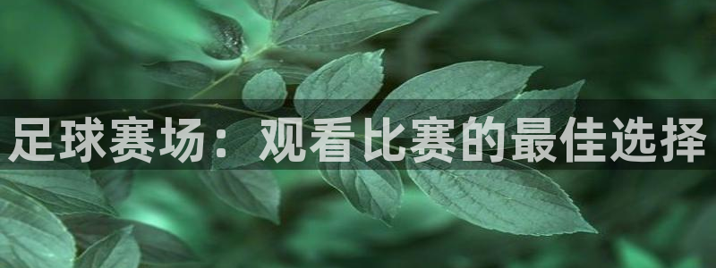 足球赛场：观看比赛的最佳选择